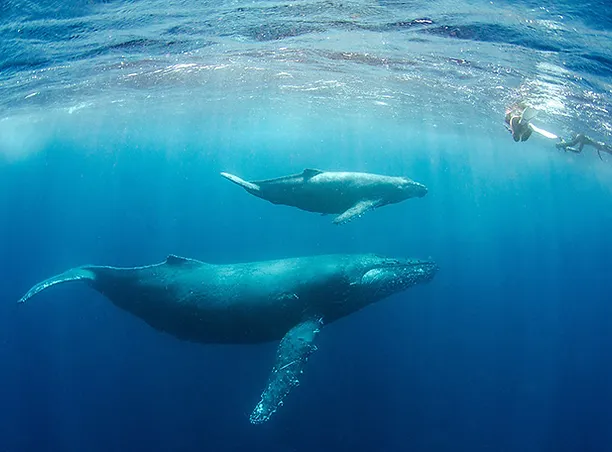 ザトウクジラ生態系保護活動