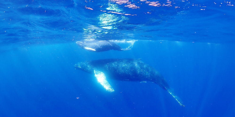 冬〜春の沖縄はザトウクジラのシーズンです。