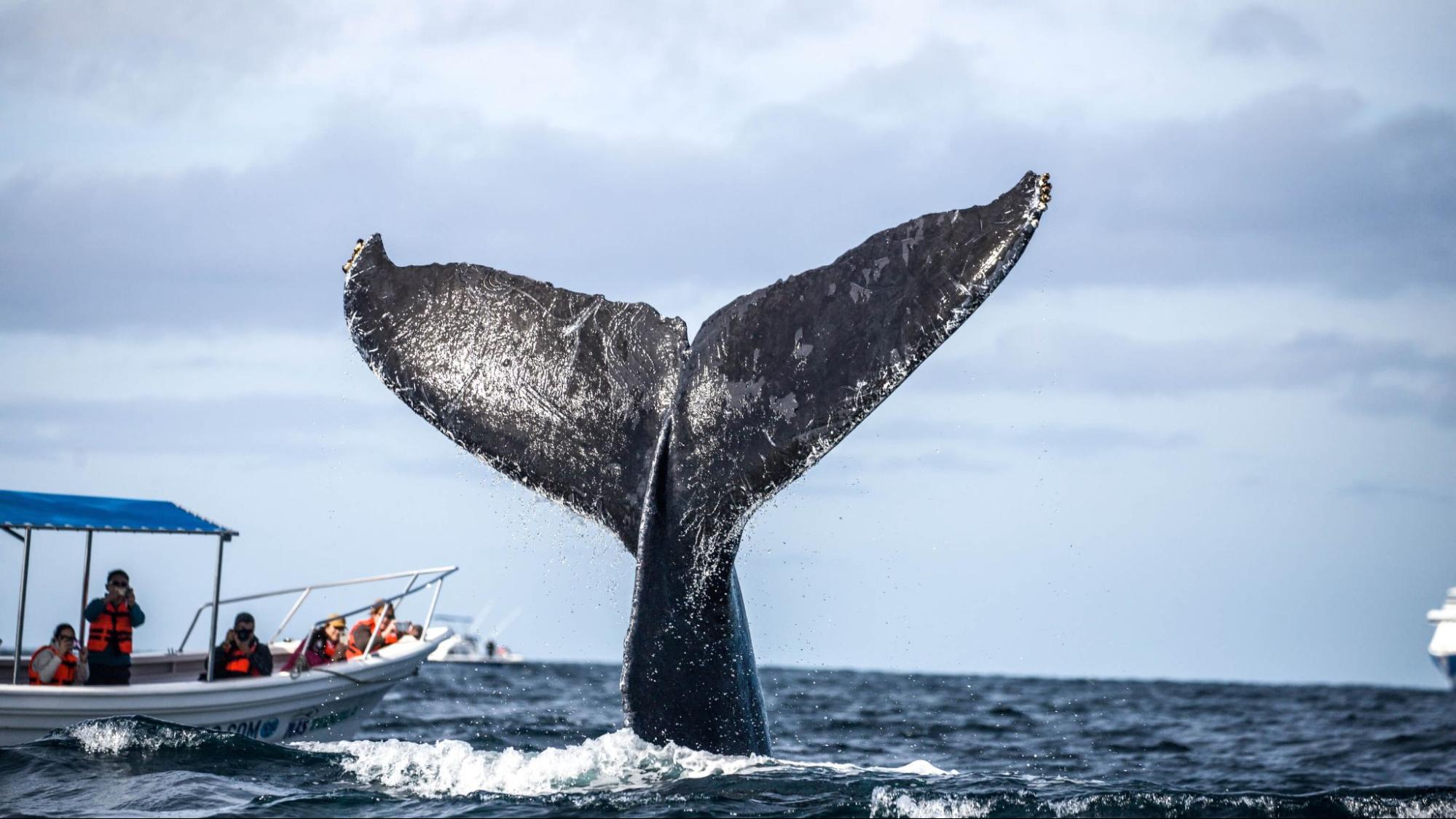 クジラに出会える国内おすすめのダイビングスポット5選｜ベストシーズンも紹介